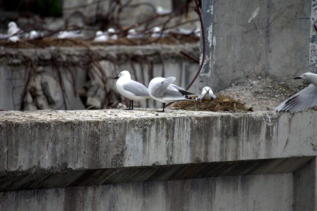 Black-billed Gull - ML222172921