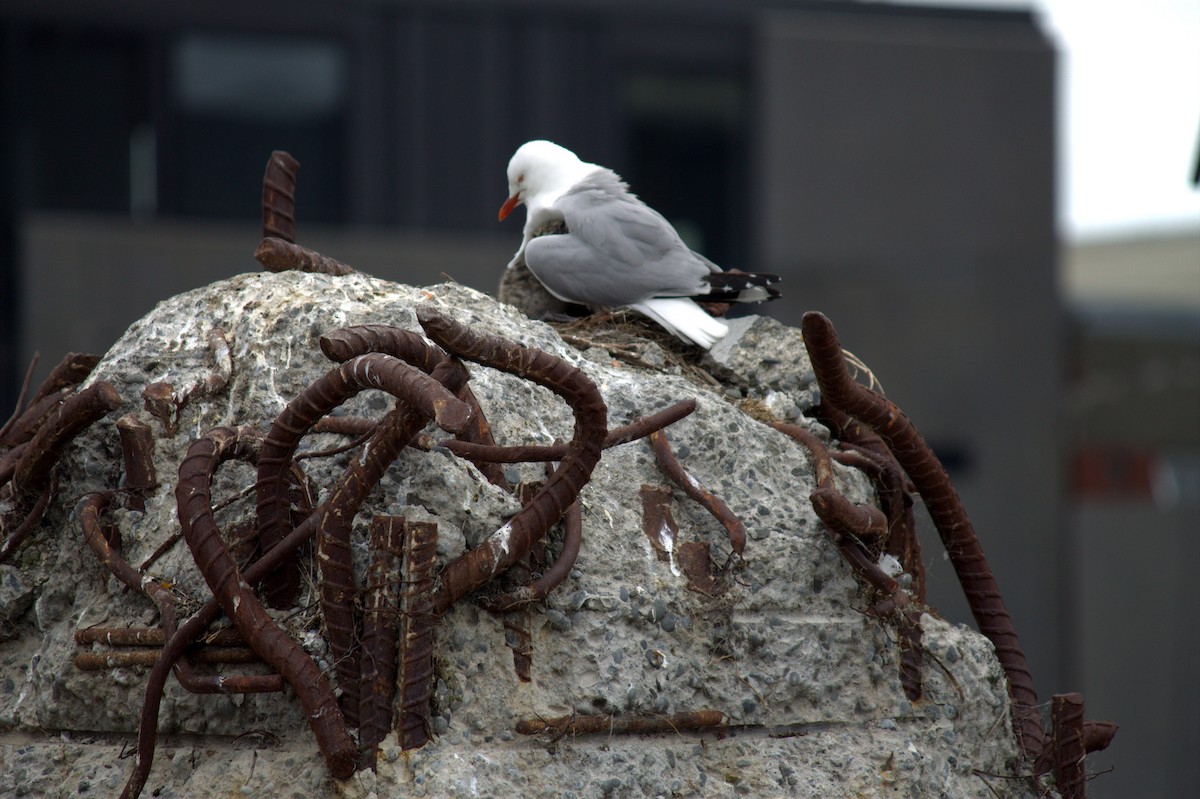 Silver Gull - ML222172991