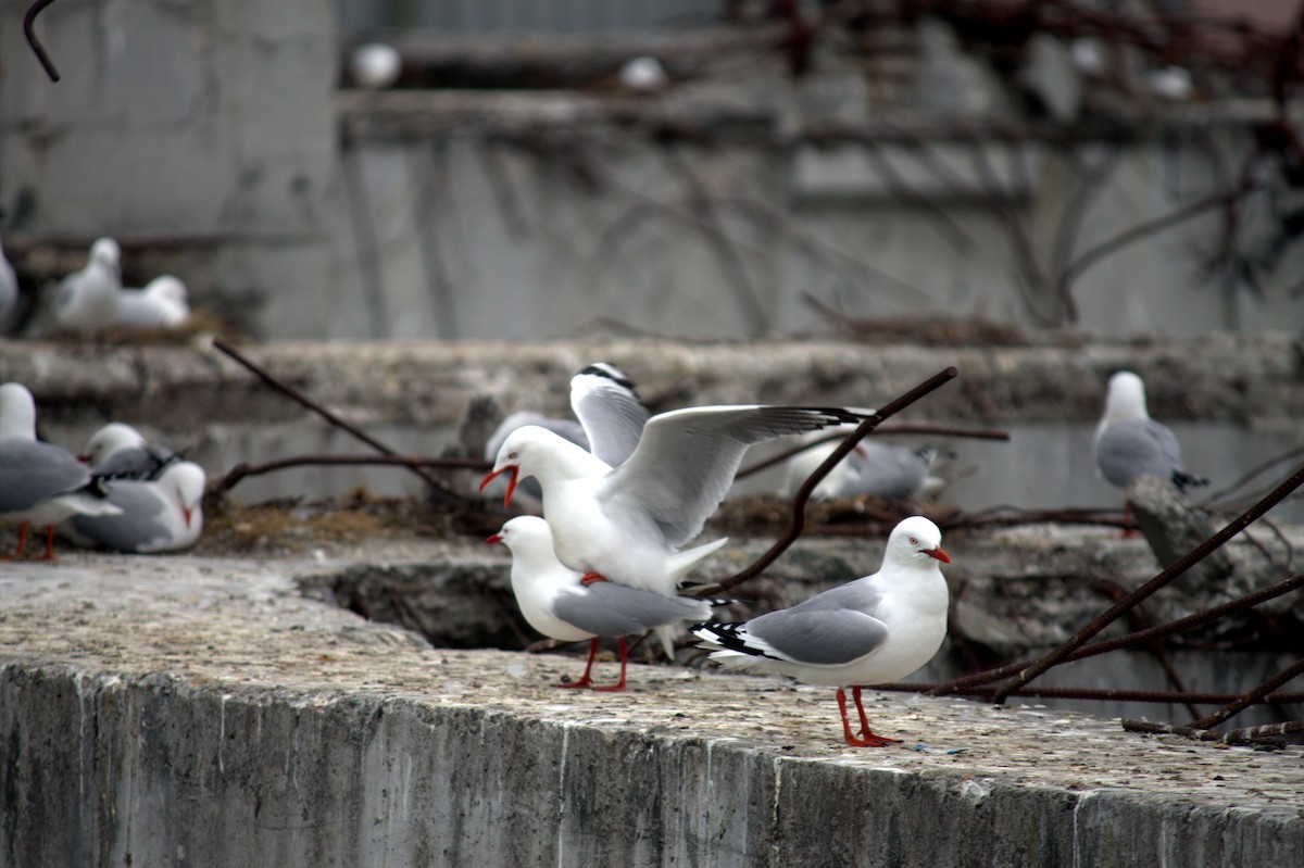 Silver Gull - ML222173001