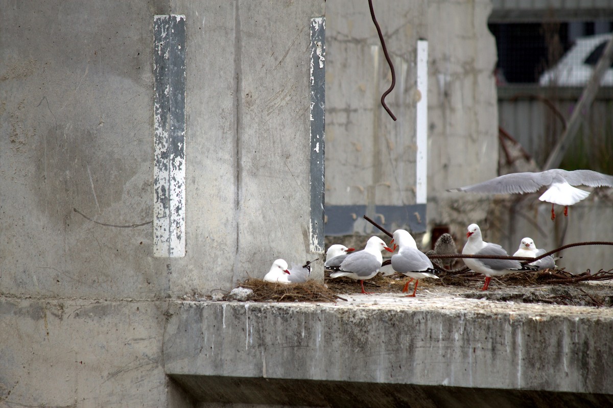 Silver Gull - ML222173011