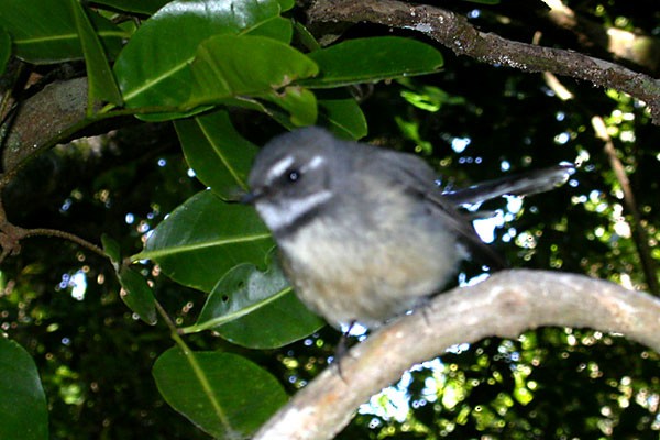 Gray Fantail (Melanesian) - ML222174821