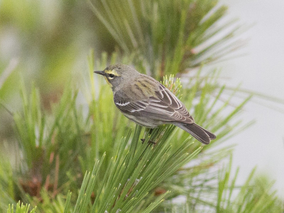 new world warbler sp. - Gary Nunn