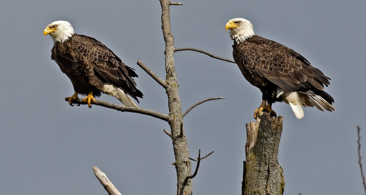 Weißkopf-Seeadler - ML222181041