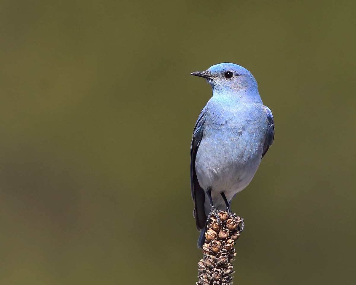 Mountain Bluebird - ML222181121