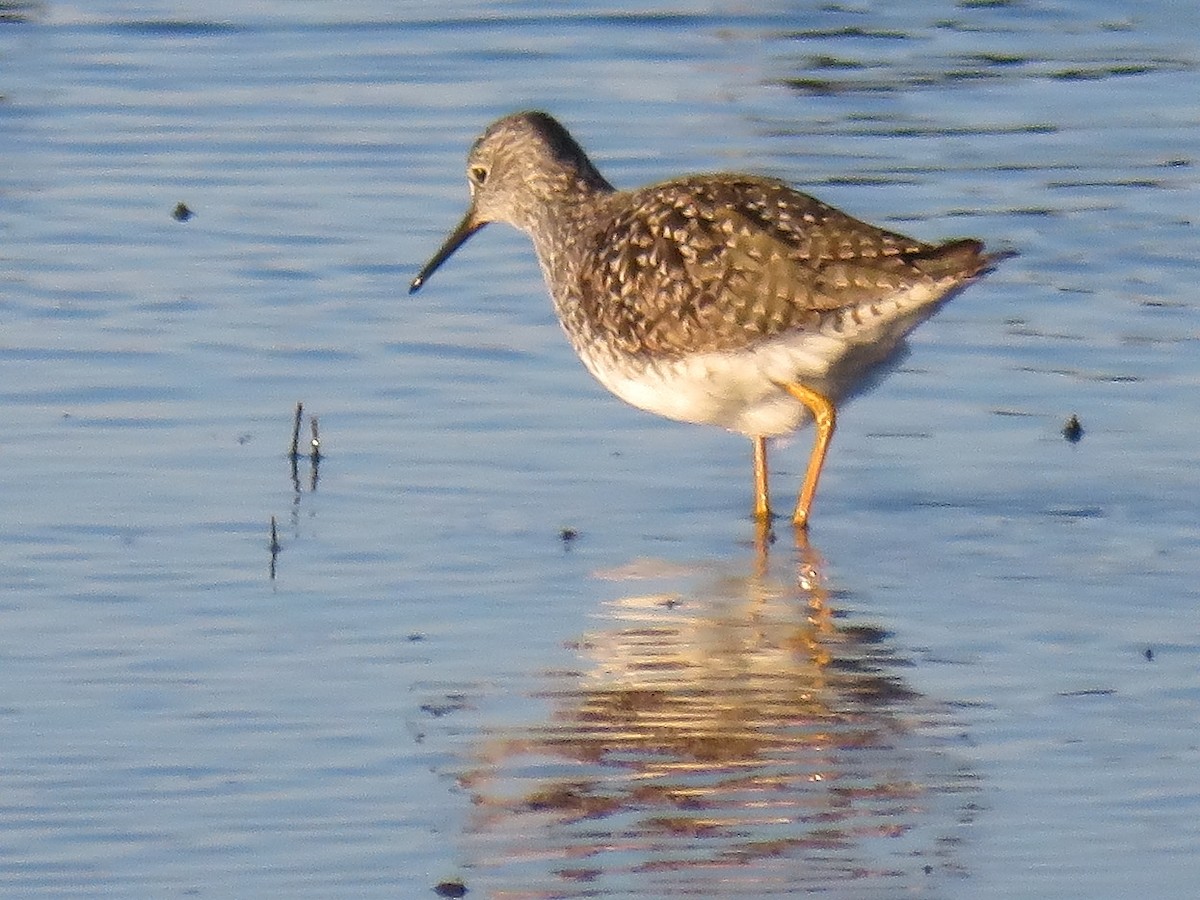 Lesser Yellowlegs - ML222181181