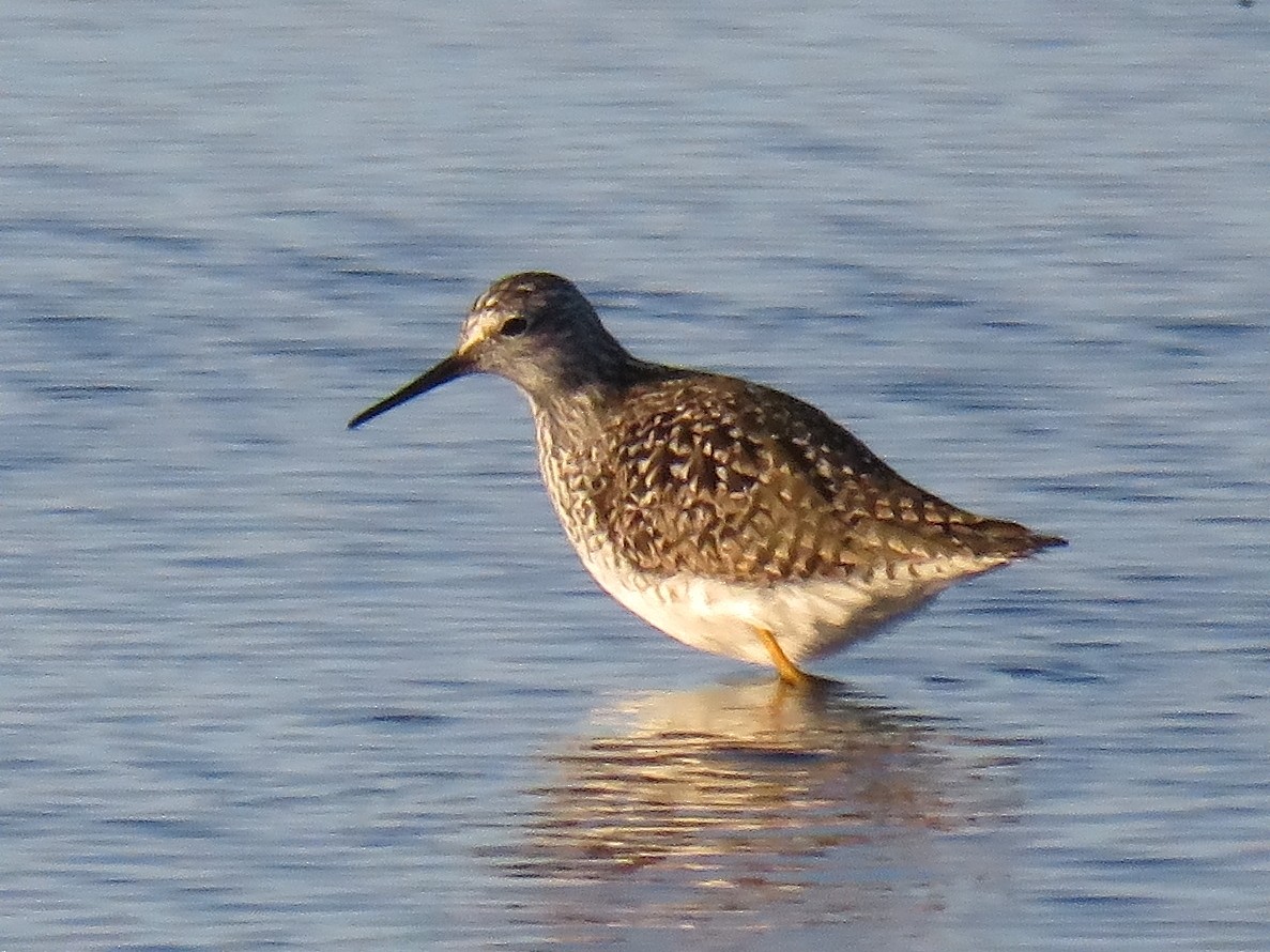 Lesser Yellowlegs - ML222181251