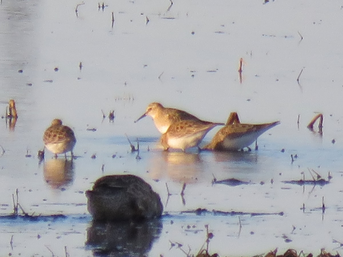 Baird's Sandpiper - ML222181351