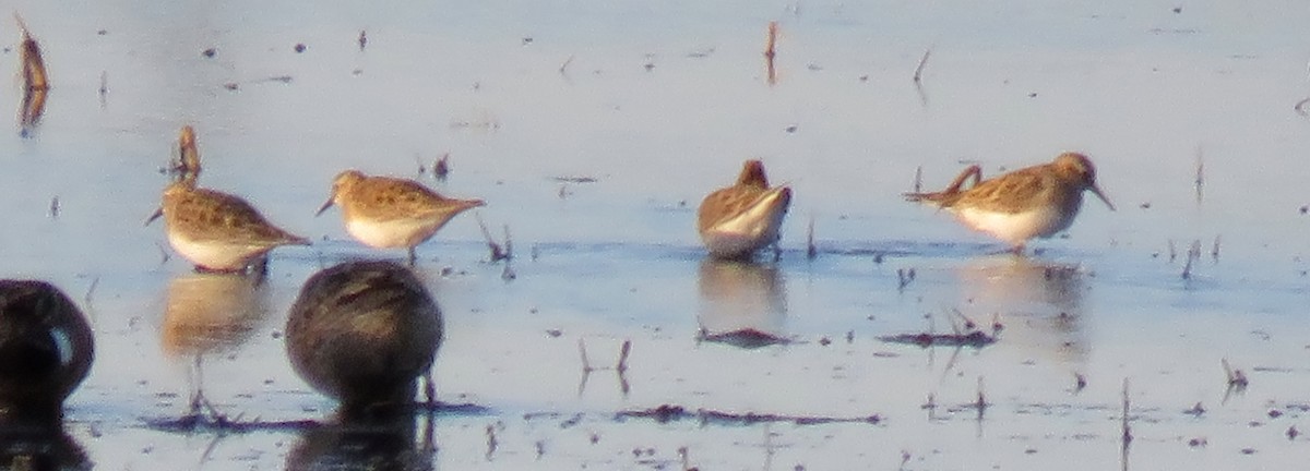 Baird's Sandpiper - ML222181381