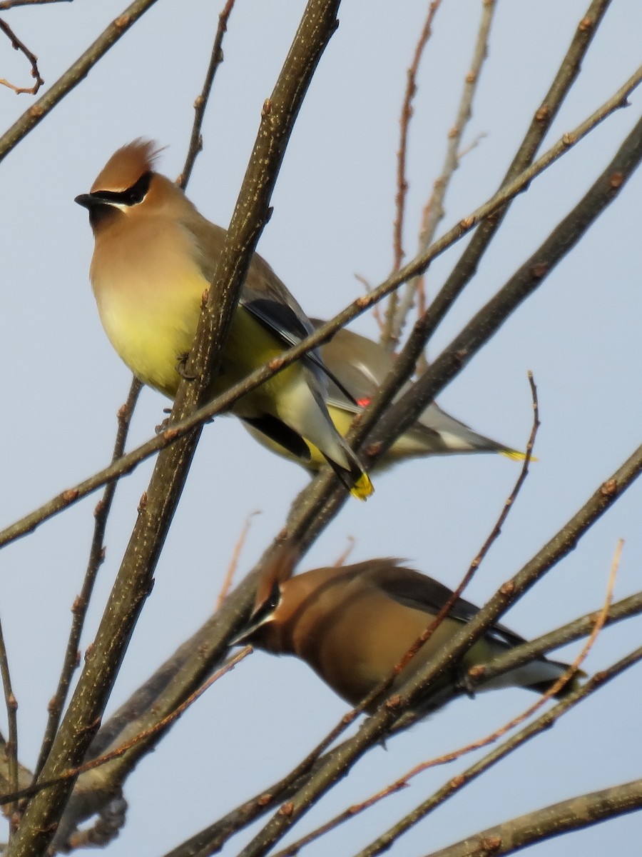 Cedar Waxwing - ML222181491