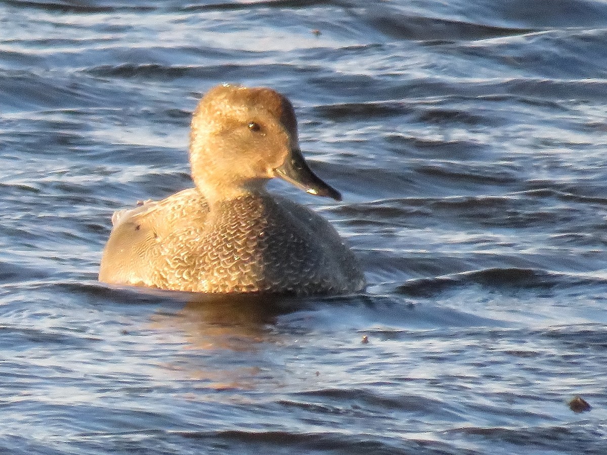 Gadwall - ML222181541