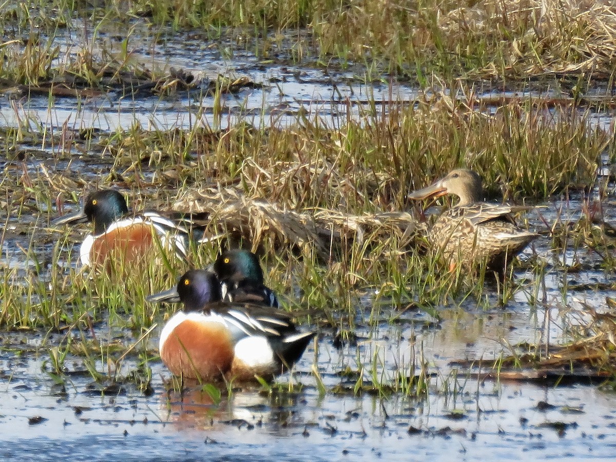 Northern Shoveler - ML222181591