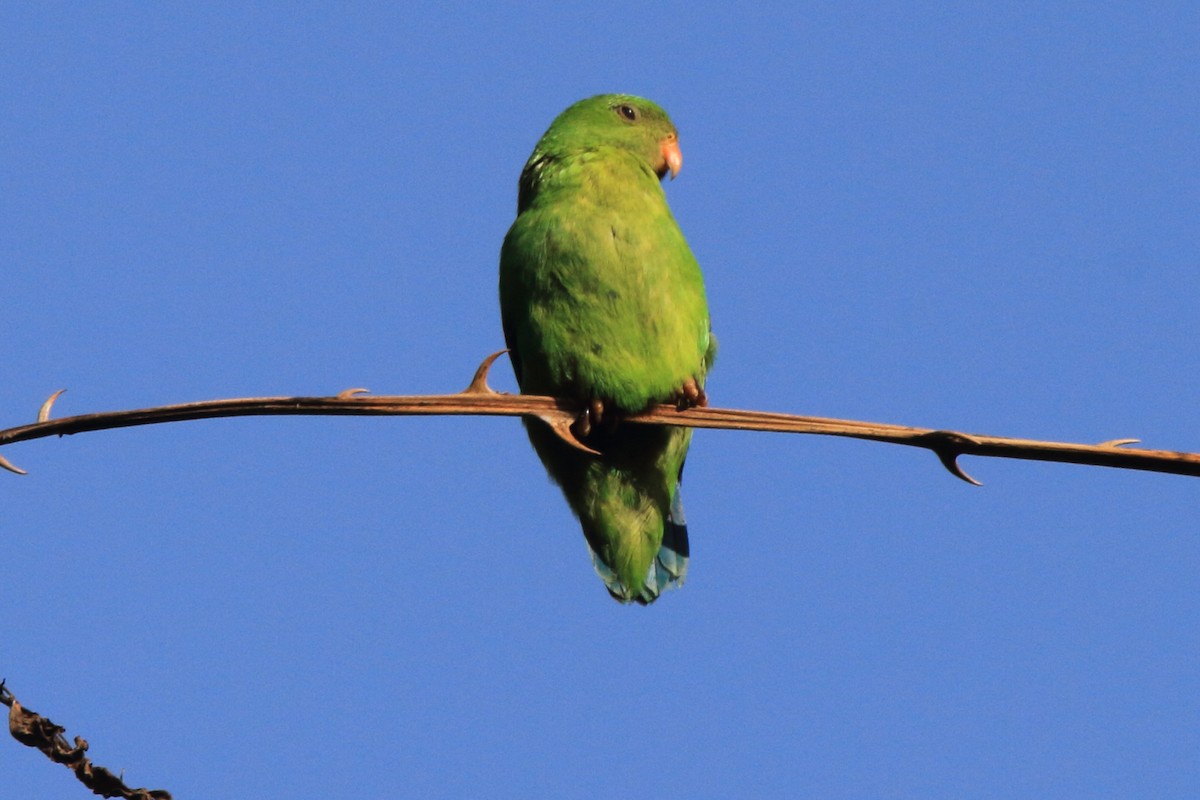 Yellow-throated Hanging-Parrot - Fabio Olmos