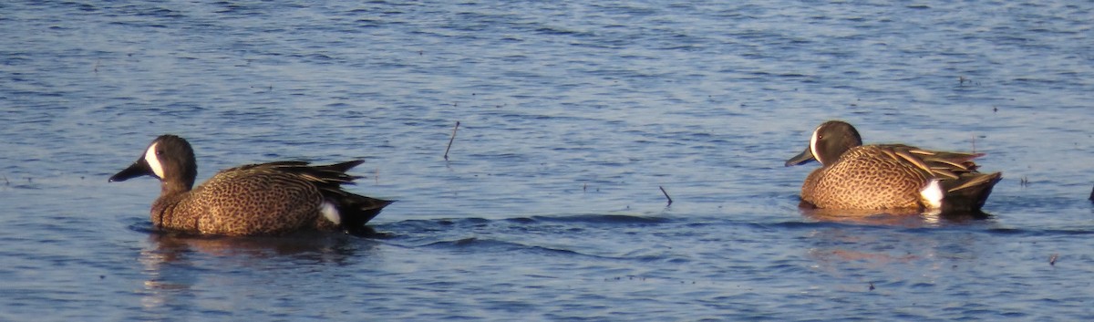 Blue-winged Teal - ML222181681