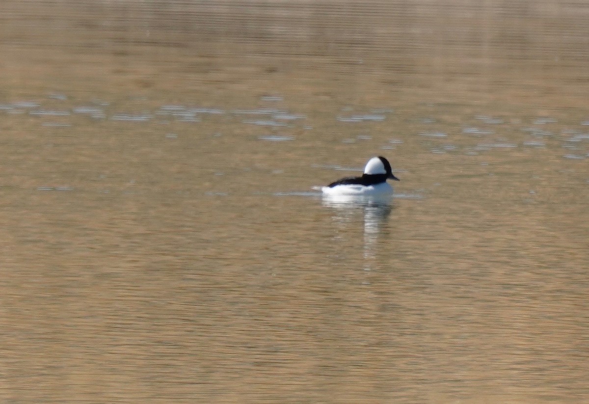 Bufflehead - ML222182301