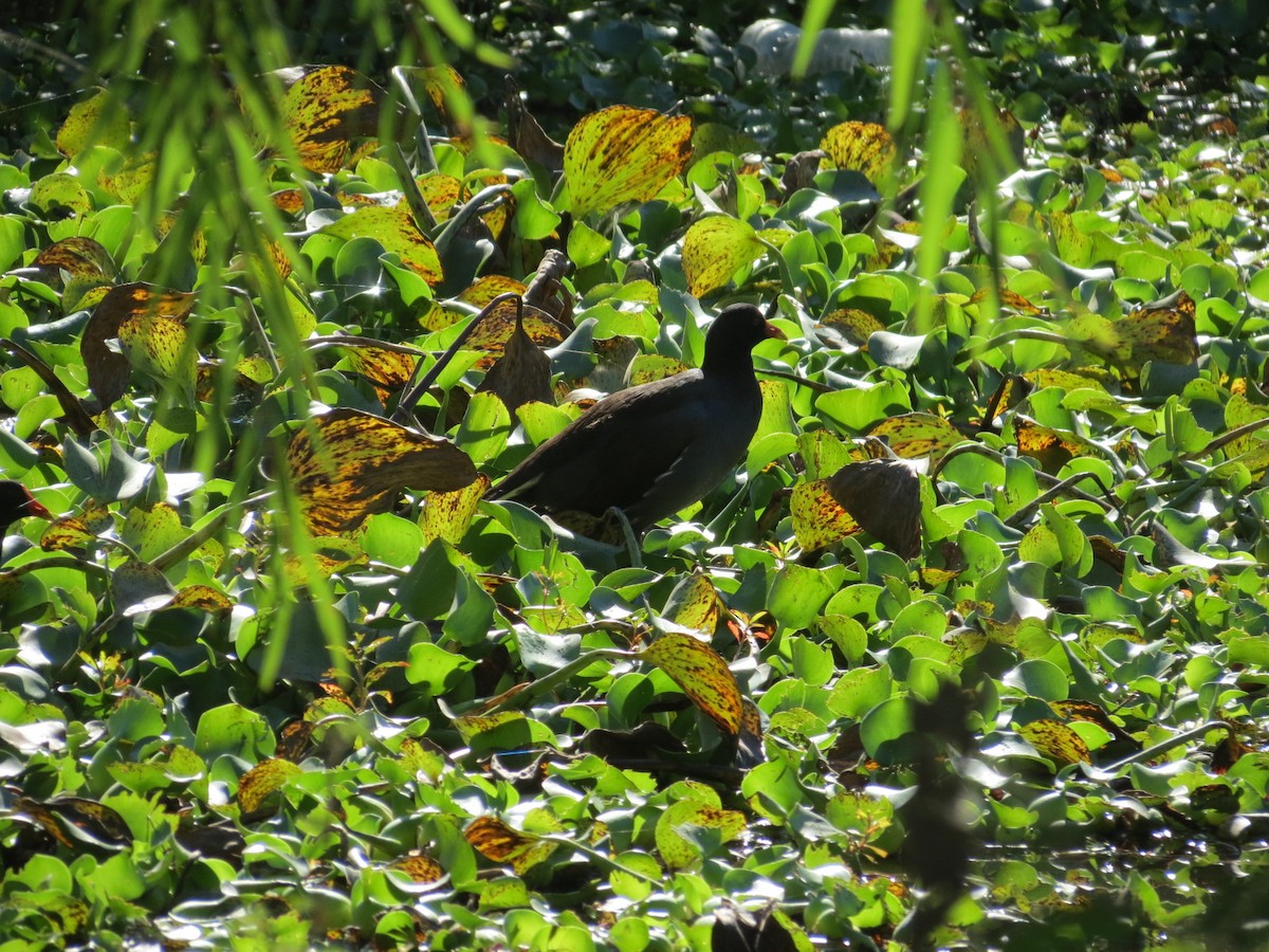 Gallinule d'Amérique - ML22218331