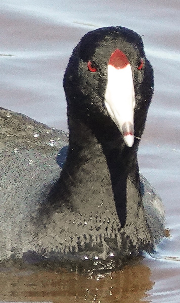 American Coot (Red-shielded) - Kathleen Horn