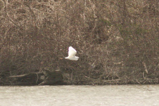 Snowy Egret - ML222186891