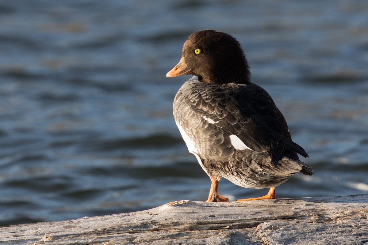 Barrow's Goldeneye - Wayne Sladek