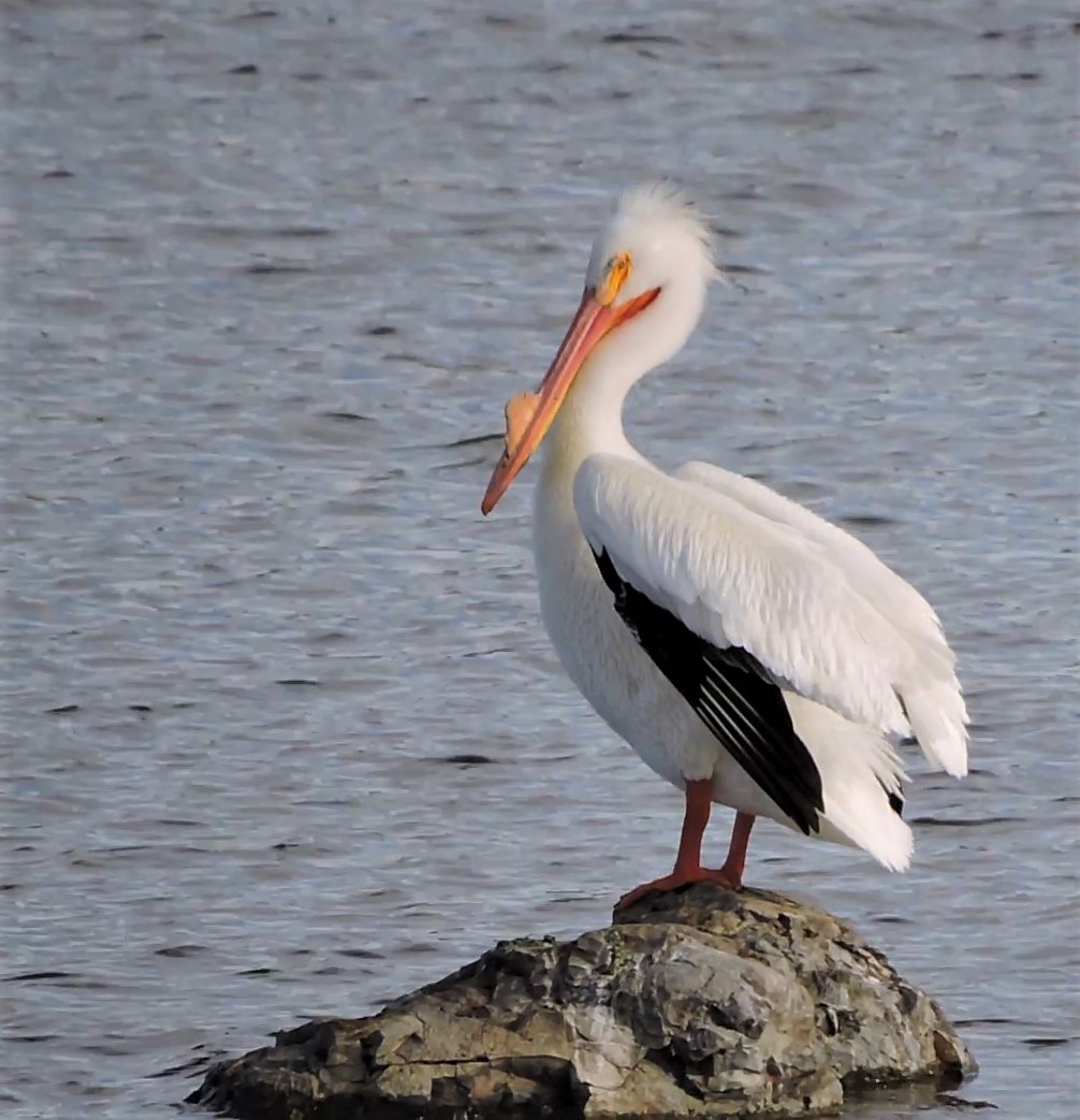 American White Pelican - ML222187391