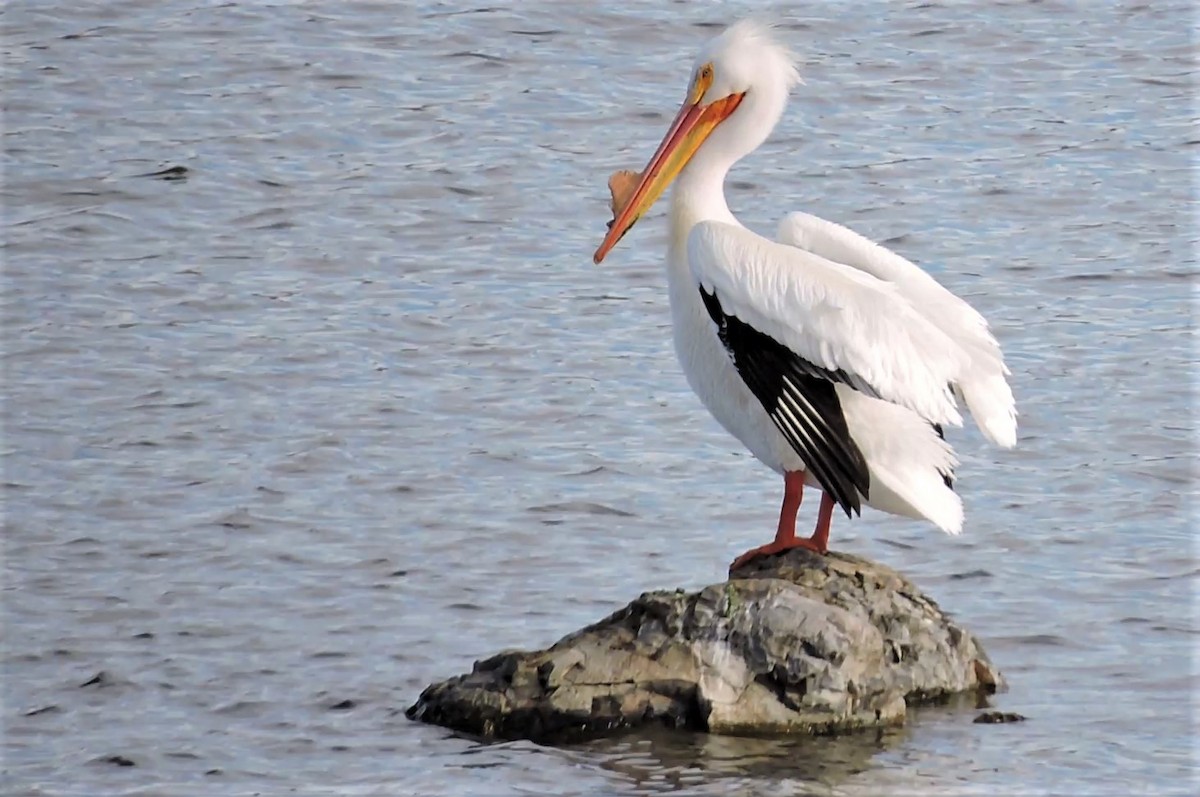 American White Pelican - ML222187401