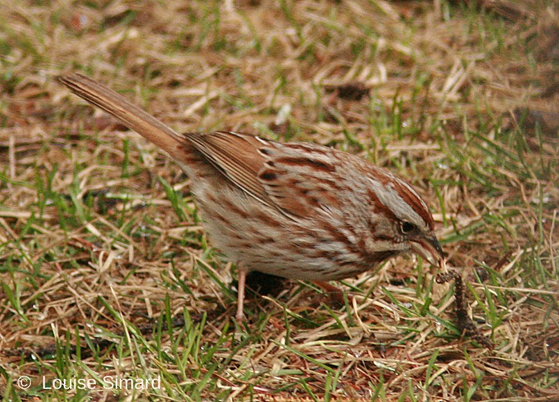 Song Sparrow - ML222187461