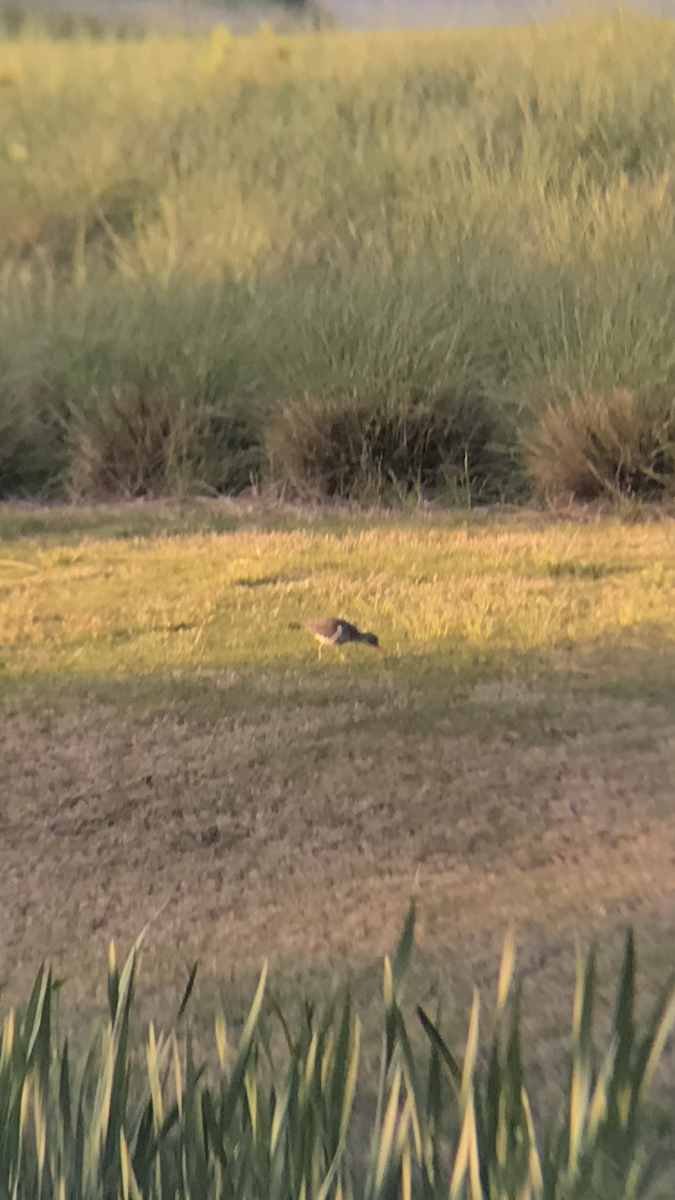Spotted Sandpiper - ML222187791