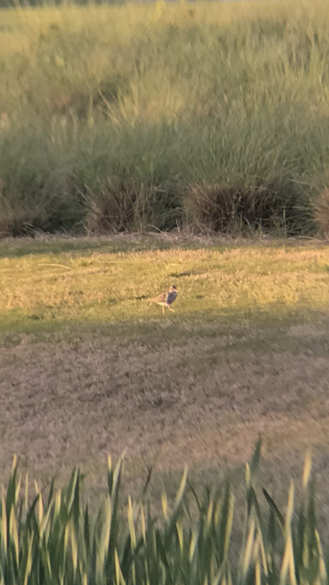 Spotted Sandpiper - ML222187841