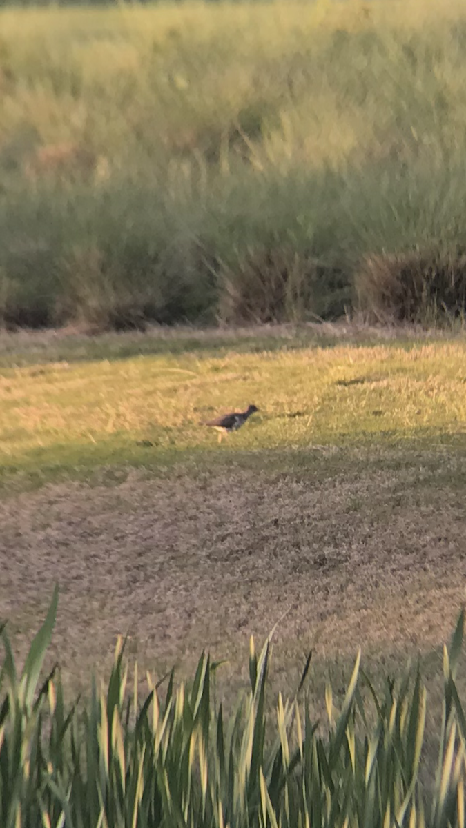 Spotted Sandpiper - ML222187861
