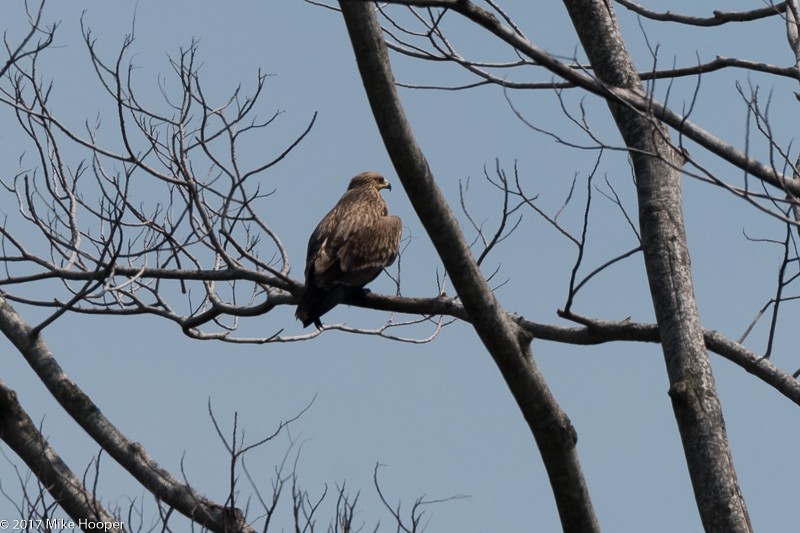 Imperial Eagle - ML222189531