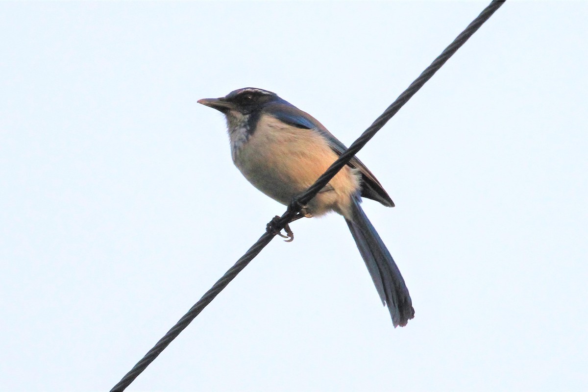 California Scrub-Jay - ML222189741