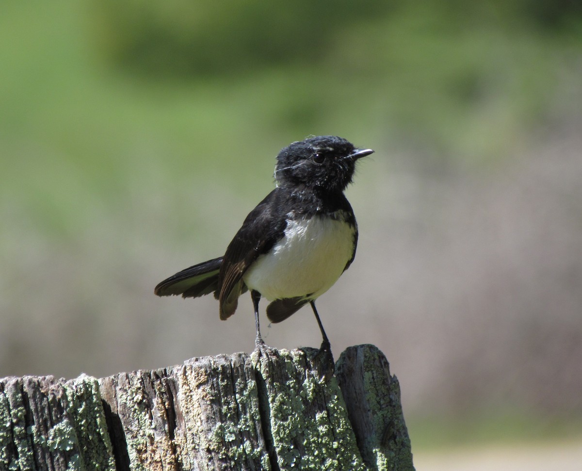 Willie-wagtail - Reuben Worseldine