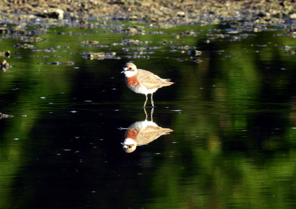 Siberian Sand-Plover - Julius Paner