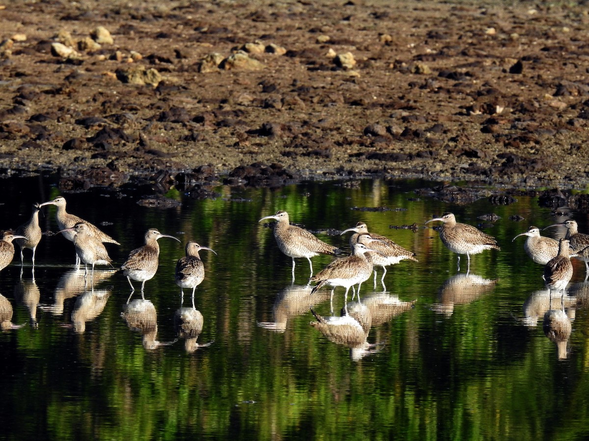 Whimbrel - ML222192381