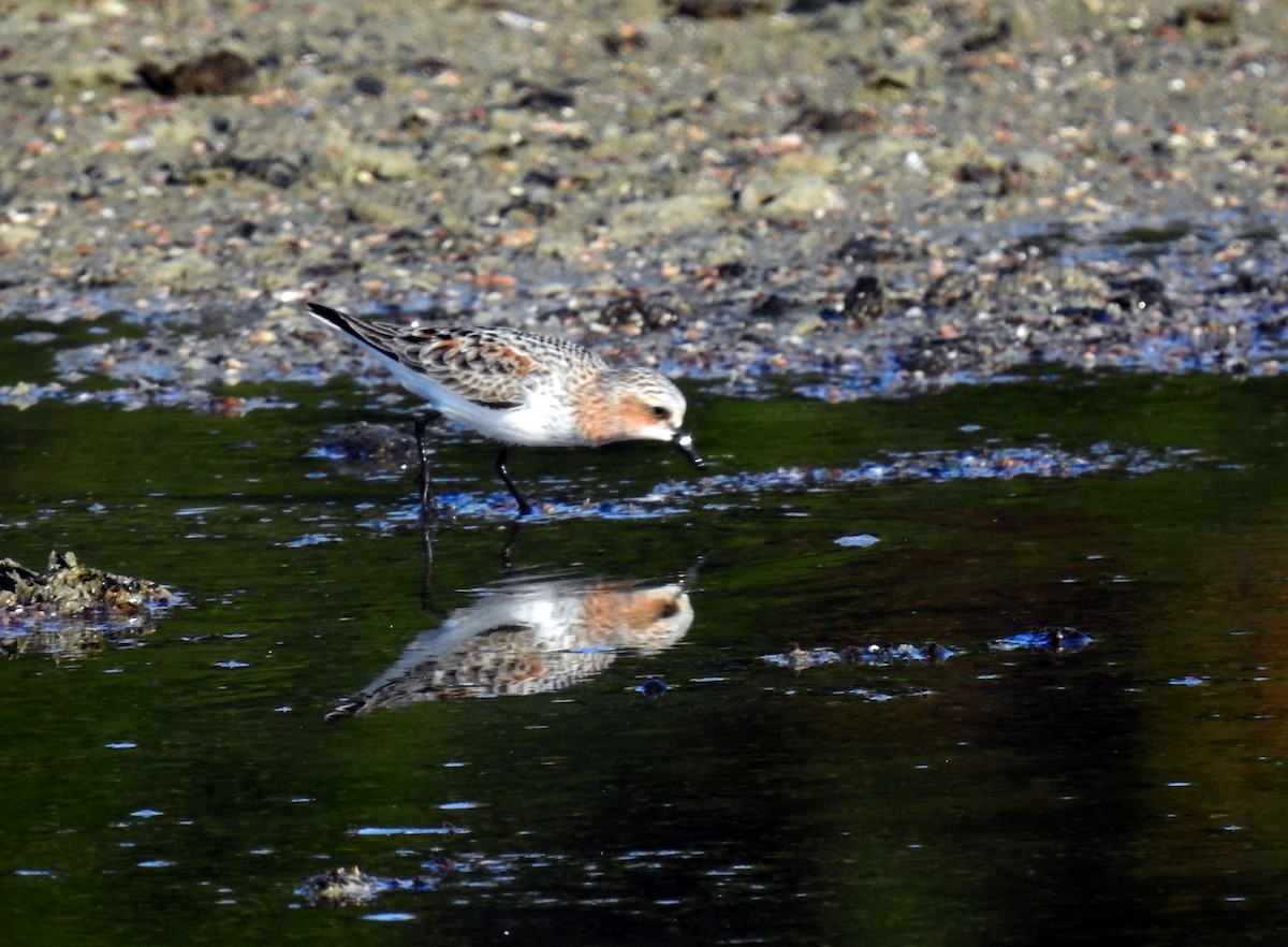 Red-necked Stint - ML222192481