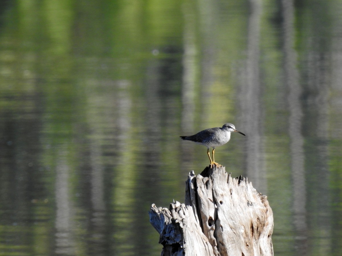 Gray-tailed Tattler - ML222192501