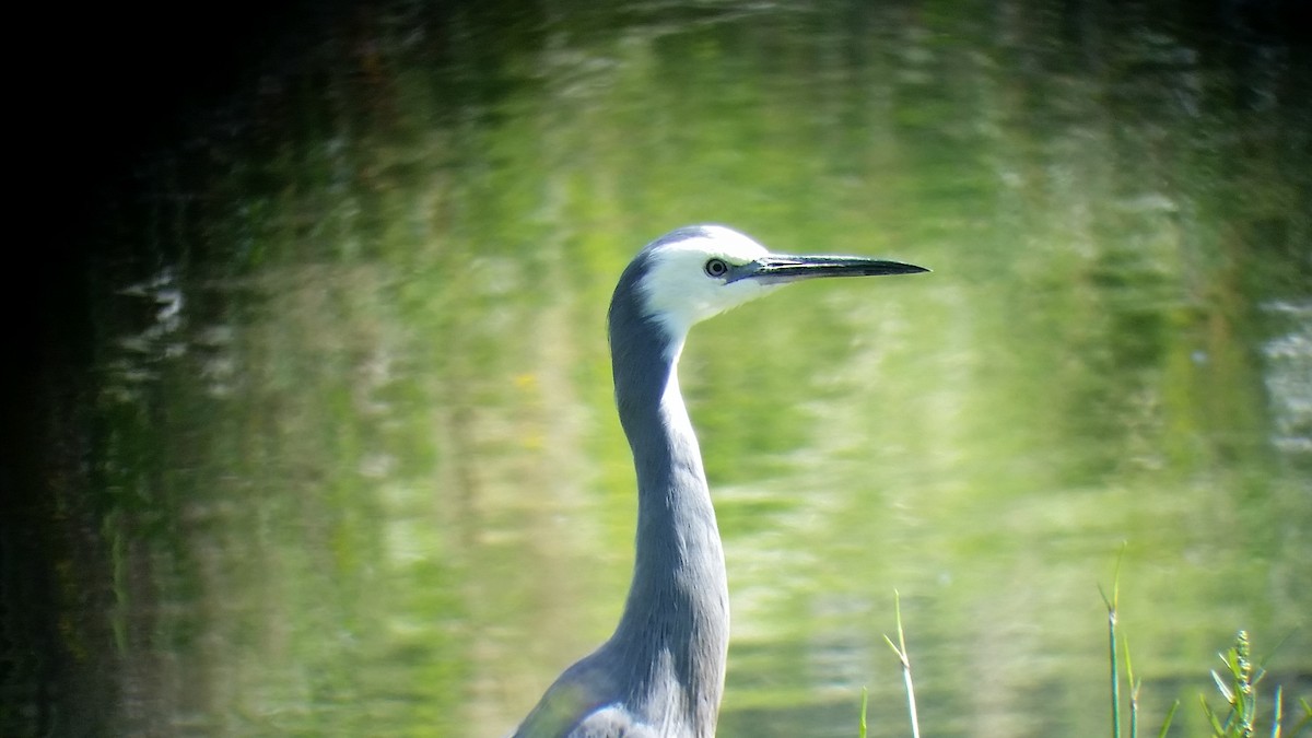 White-faced Heron - Paul Cuming