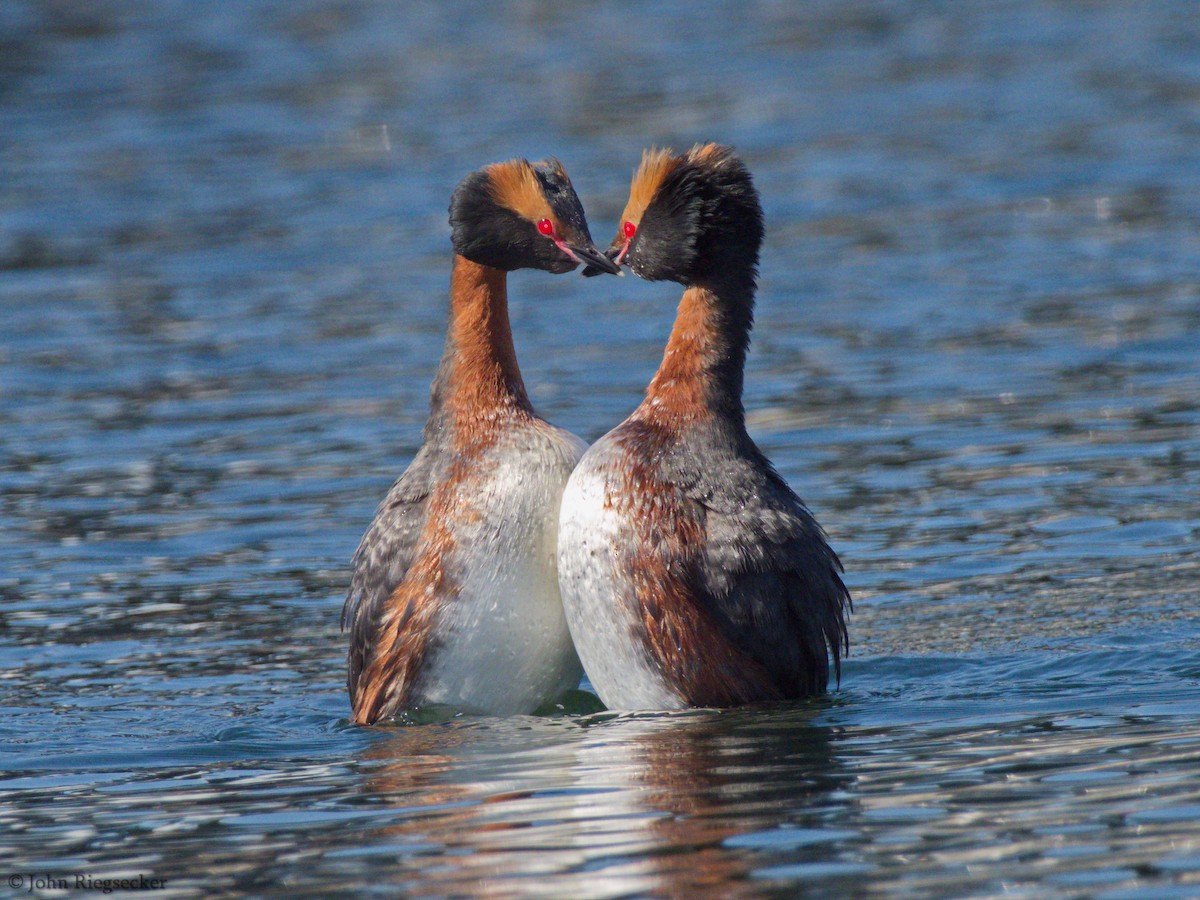 Horned Grebe - John Riegsecker