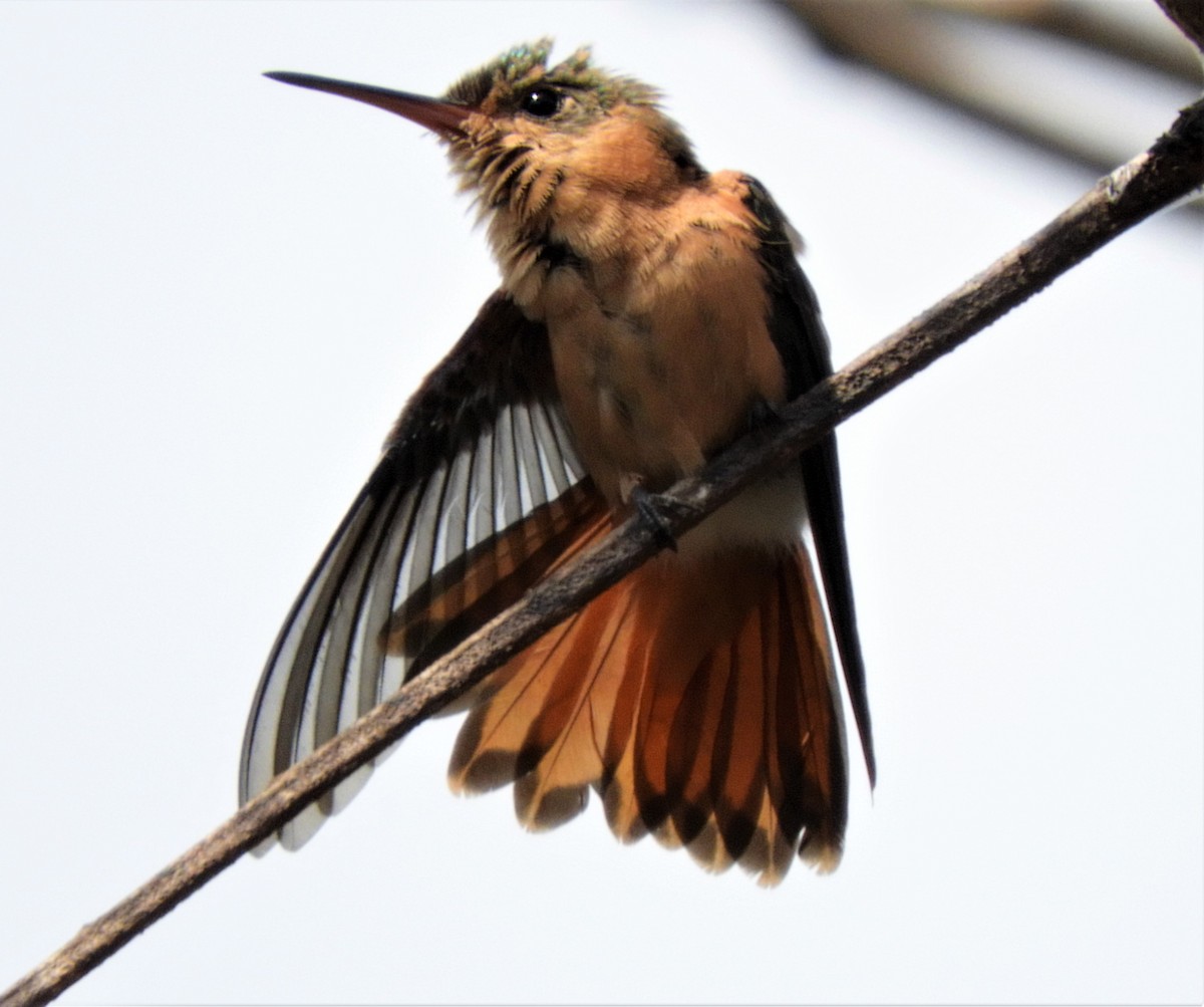 kolibřík ryšavý - ML222200001