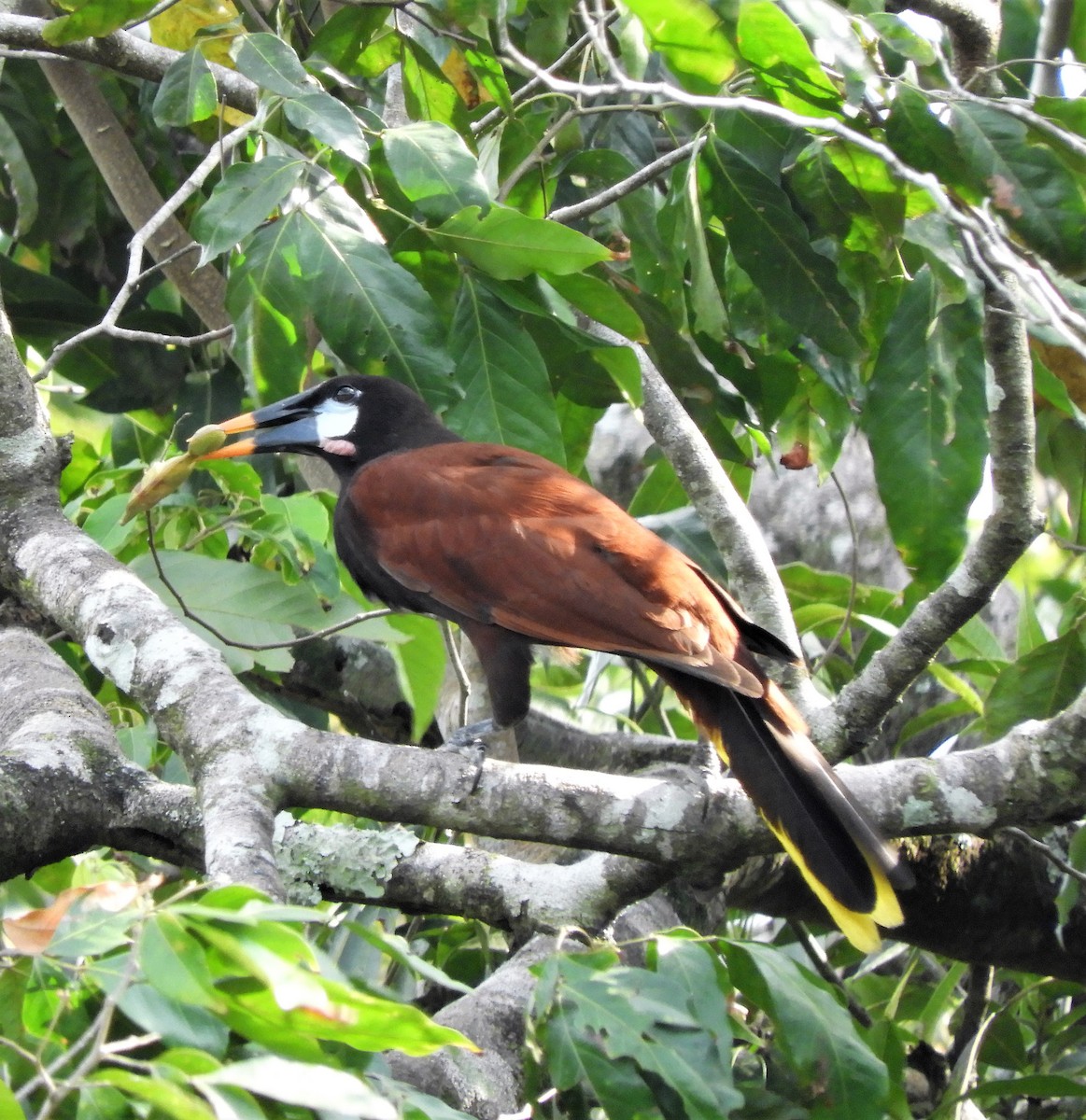 Montezuma Oropendola - ML222200161