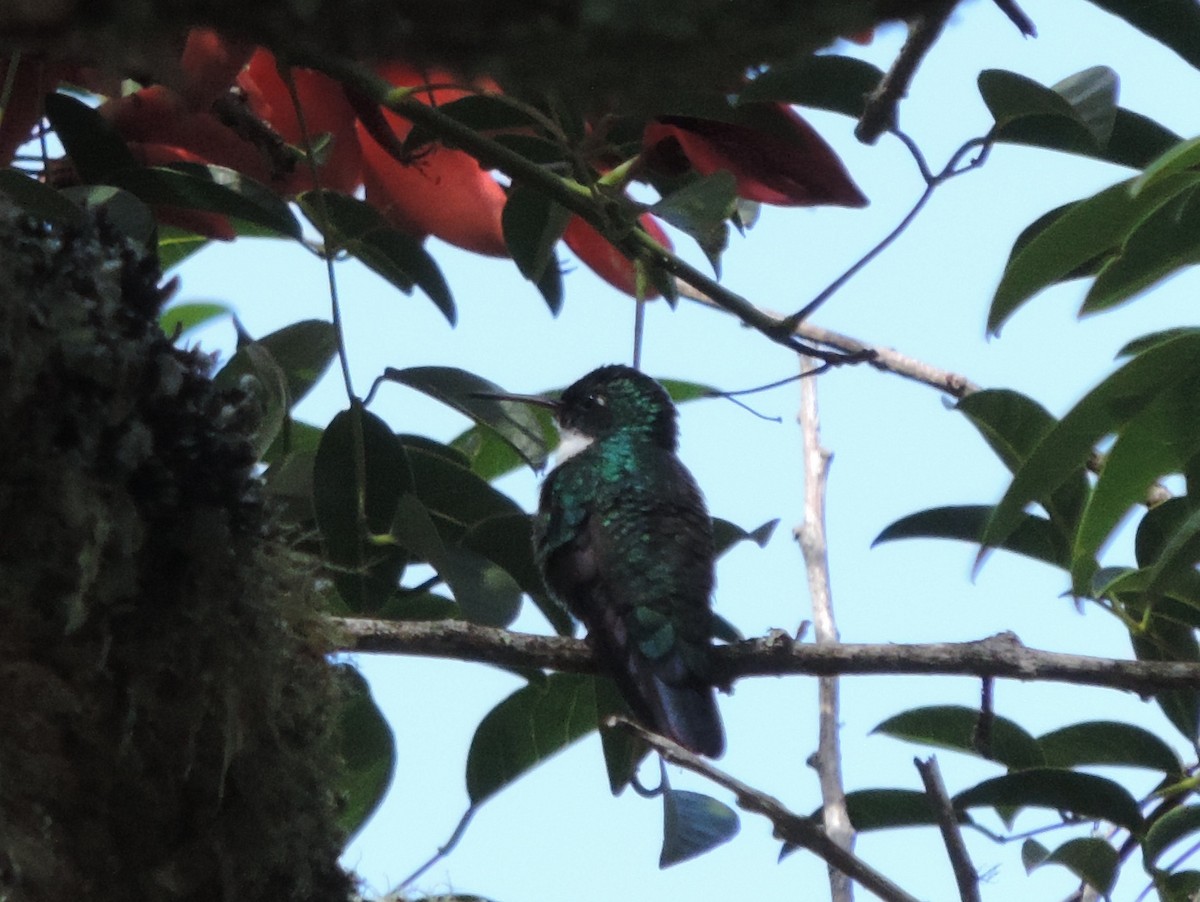 White-throated Hummingbird - ML22220031