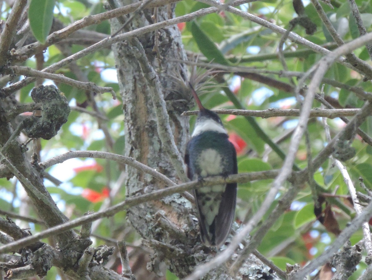 White-throated Hummingbird - ML22220041