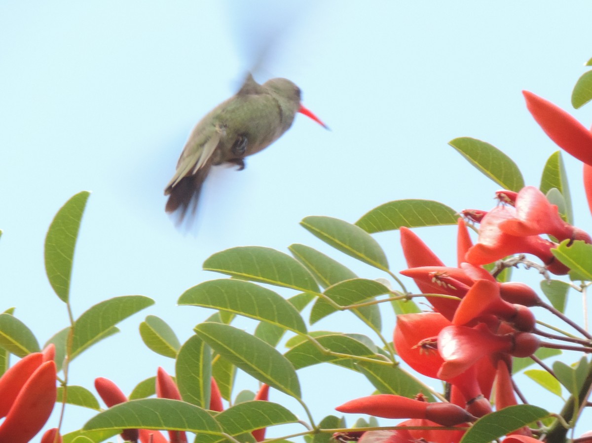 Gilded Hummingbird - ML22220091