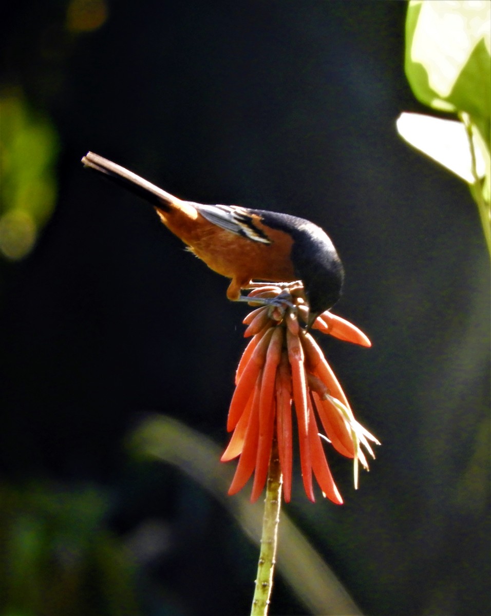 Orchard Oriole - ML222201701