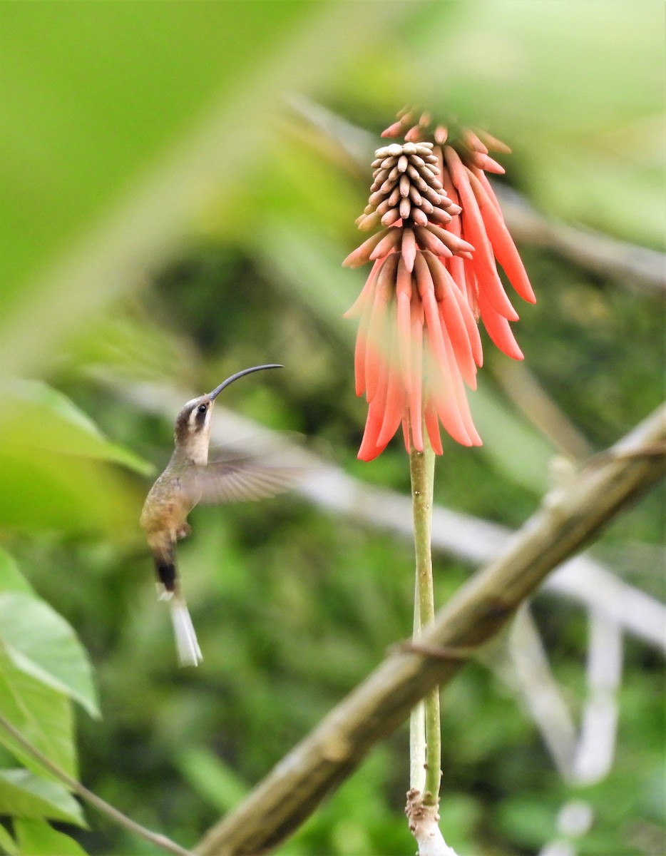 Long-billed Hermit - ML222201781