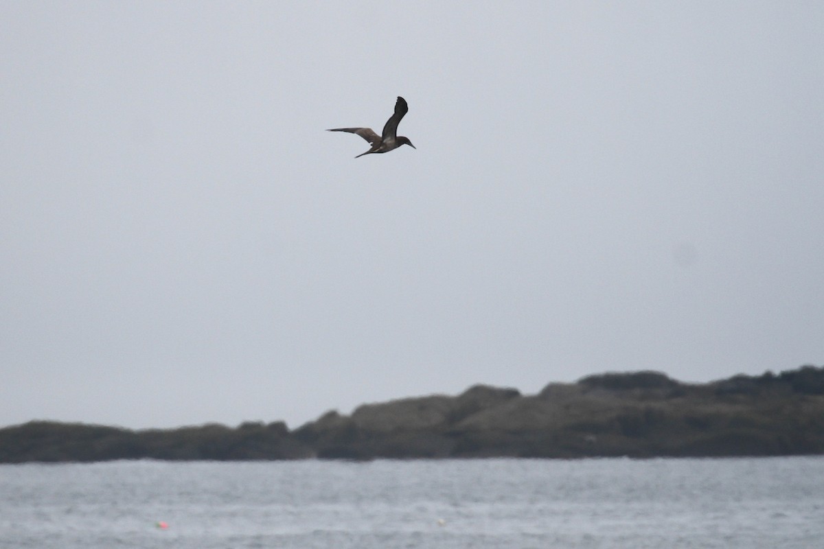 Brown Booby - ML222202821