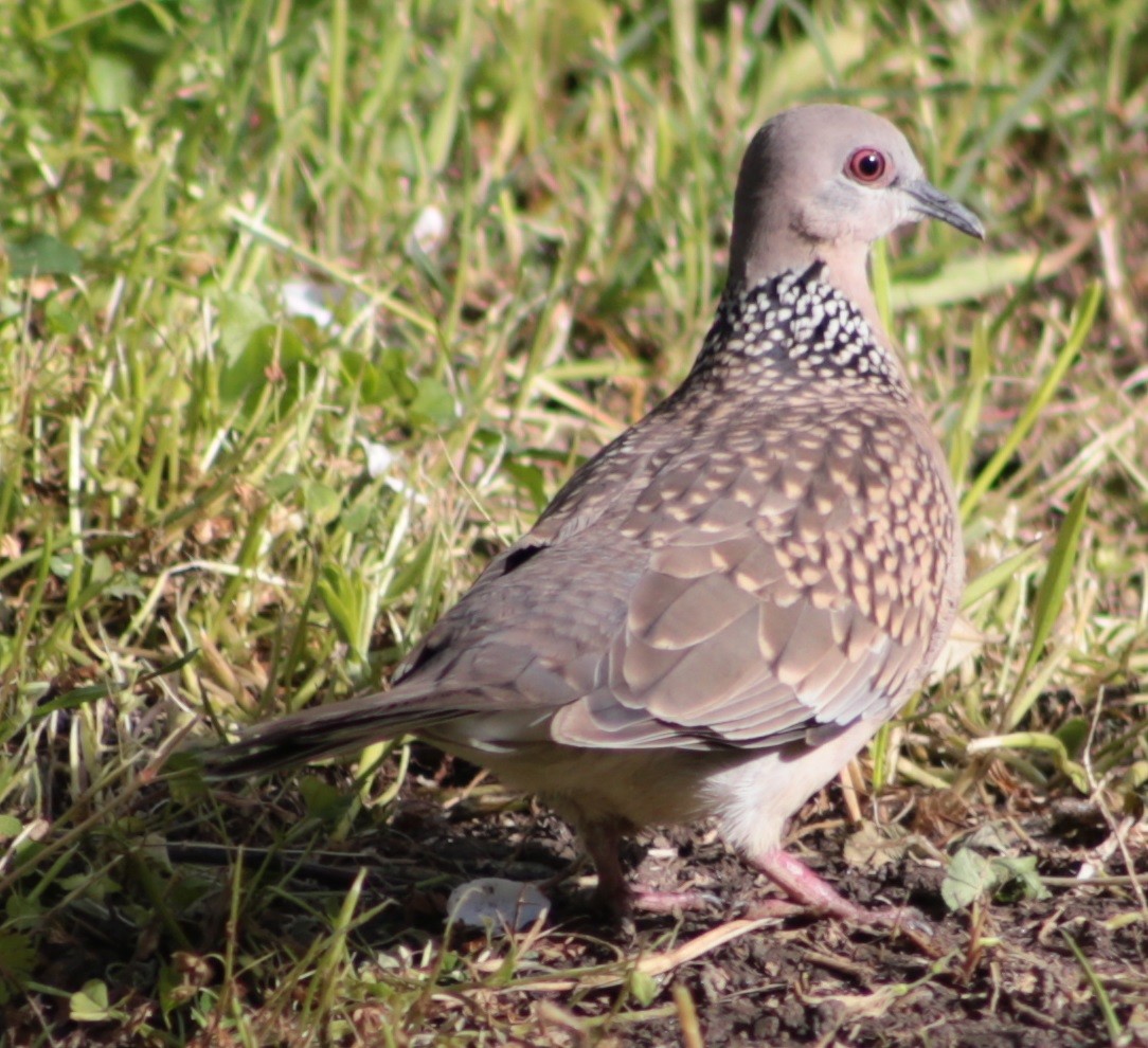 Spotted Dove - ML222205341