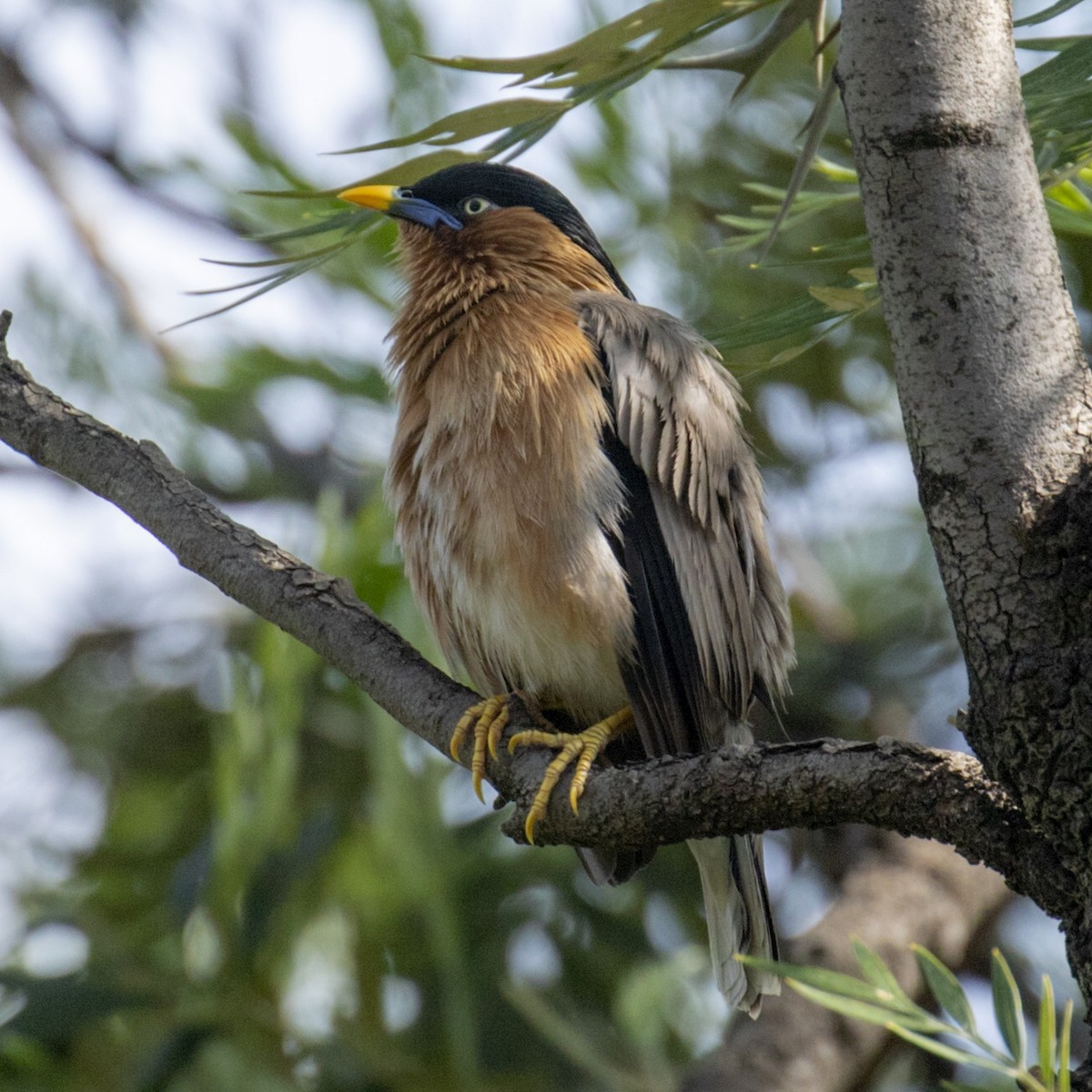 Brahminy Starling - ML222205551