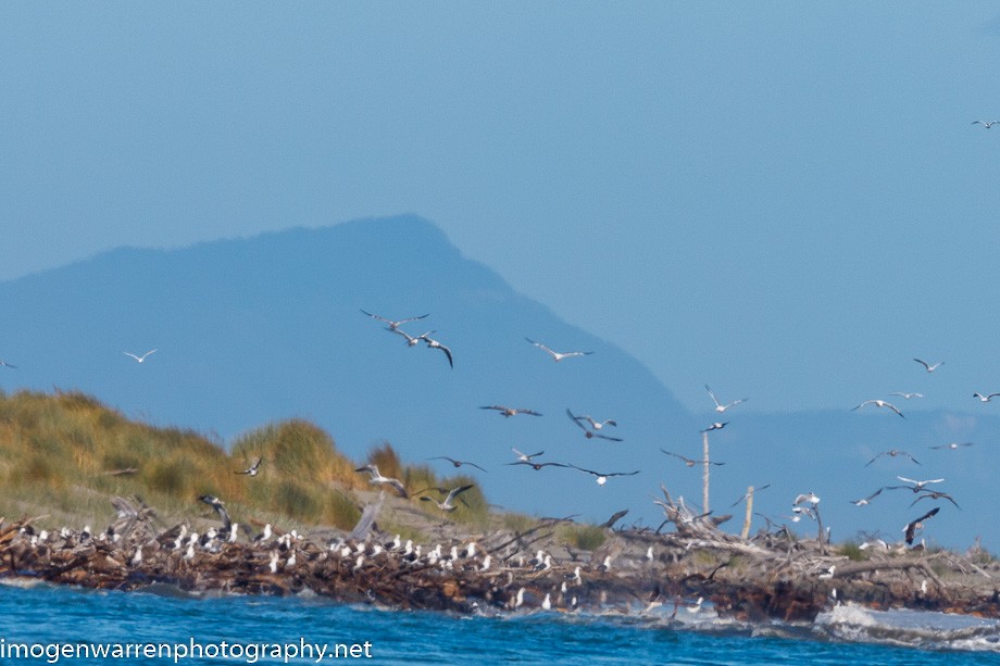 Kelp Gull - ML222207101