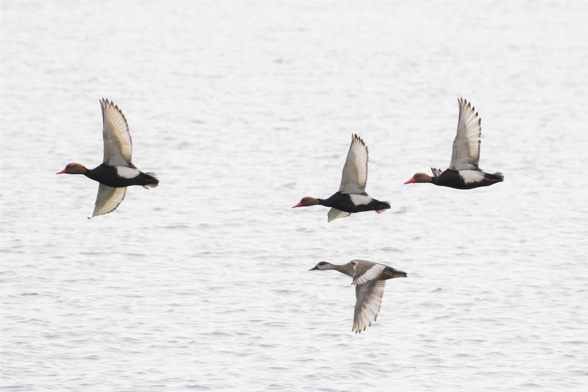 Red-crested Pochard - ML222207681