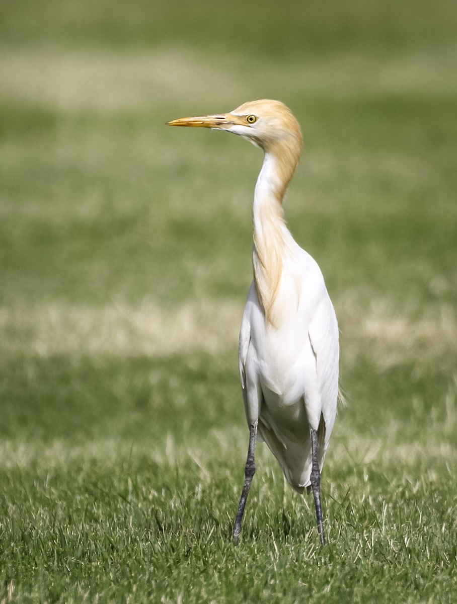 Eastern Cattle Egret - Ross Pappin